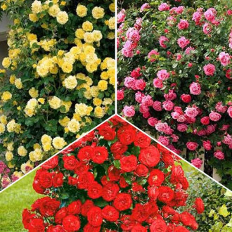 Super ofertă! Trandafiri urcători Tricolor, 3 soiuri imagine 5