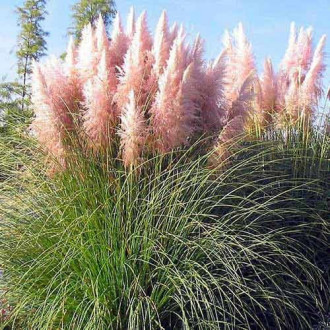 Iarbă de pampas Rosea, P9 imagine 5