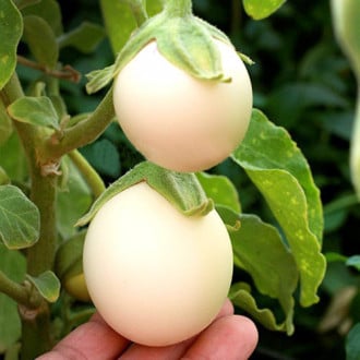 Vânătă ornamentală Golden Eggs Legutko imagine 1