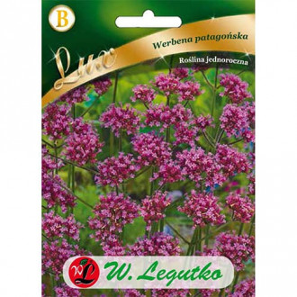 Verbena lilac imagine 6