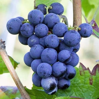 Viță de vie Cabernet Cortis imagine 2