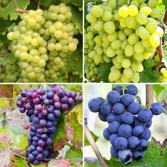 Ofertă specială! Viță de vie Mândria viticultorilor, set de 4 soiuri imagine 3