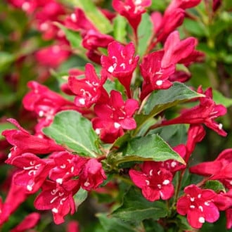 Weigela All Summer Red, С2 imagine 4