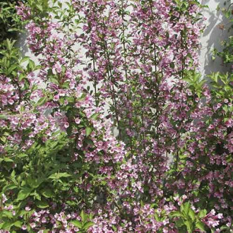 Weigela Boskoop Glory imagine 2