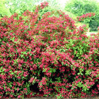 Weigela Bristol Ruby imagine 3