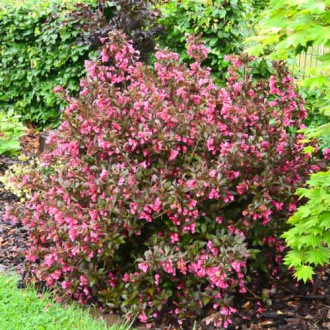 Weigela florida Minor Black imagine 4