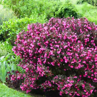 Weigela florida Nana Purpurea imagine 10