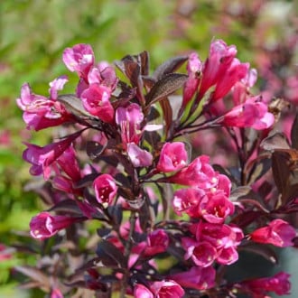Weigela florida Wine and Roses Alexandra, С2 imagine 3