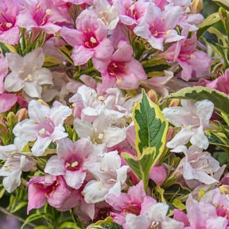 Weigela Magical® Rainbow, С2 imagine 4