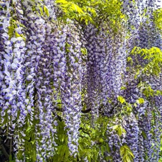 Wisteria floribunda Domino, С2 imagine 5