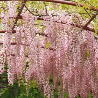 Wisteria floribunda Kuchi-beni, С2 imagine 5