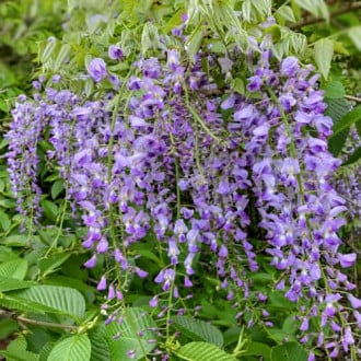 Wisteria floribunda Multijuga, С2 imagine 1