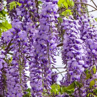 Wisteria floribunda Royal Purple, С2 imagine 2