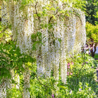 Wisteria floribunda Shiro-noda, С2 imagine 2