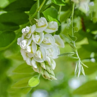 Wisteria frutescens Nivea, С2 imagine 3