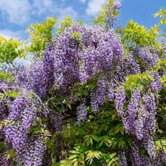 Wisteria macrostachya Blue Moon, С2 imagine 4