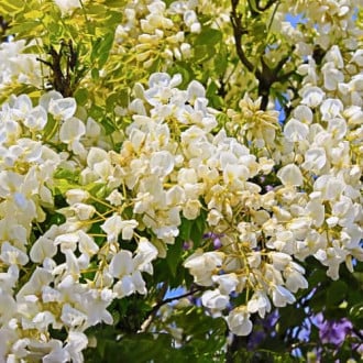 Wisteria macrostachya Clara Mack, С2 imagine 5