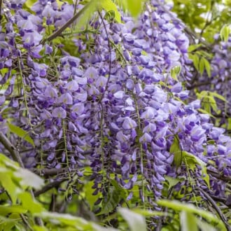 Wisteria sinensis Amethyst, С2 imagine 6