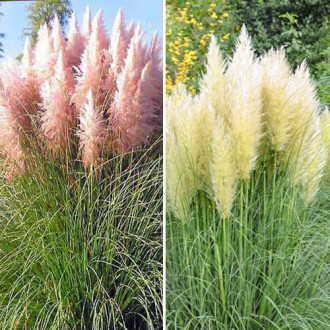 Ofertă specială! Iarbă de pampas Duo, set de 2 soiuri imagine 2