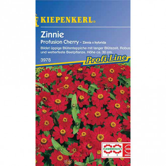 Zinnia (Cârciumăreasă) Profusion Cherry Kiepenkerl imagine 4