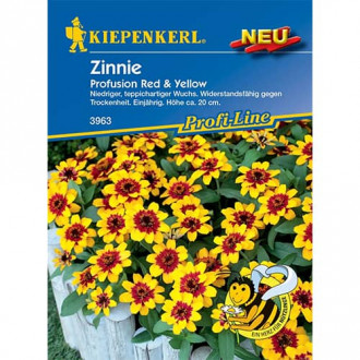 Zinnia (Cârciumăreasă) Red & Yellow imagine 6