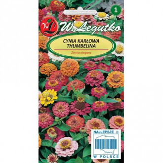 Zinnia (Cârciumăreasă) Thumbelina, mix multicolor Legutko imagine 6