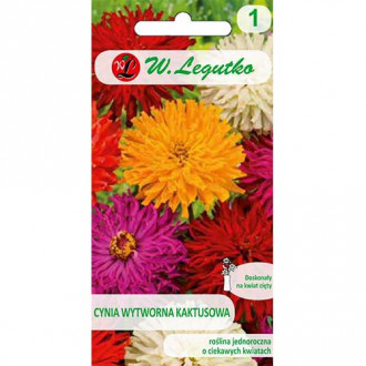 Zinnia (Cârciumăreasă) tip cactus, mix multicolor imagine 5