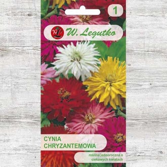 Zinnia (Cârciumăreasă) tip crizantemă, mix multicolor Legutko imagine 4