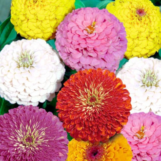 Zinnia Super Yoga, amestec imagine 5
