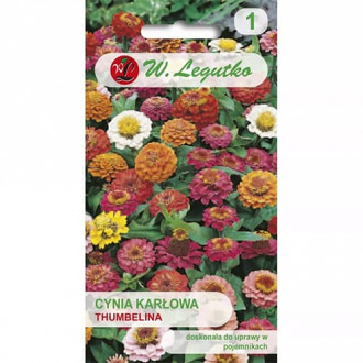 Zinnia Thumbelina, mix multicolor fotografie 16 Zinnia Thumbelina, mix multicolor imagine 16