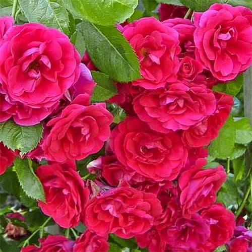 Trandafir urcător Blaze superior imagine 1 articol 4675