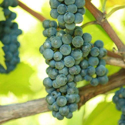 Viță de vie Leon Millot imagine 1 articol 6970