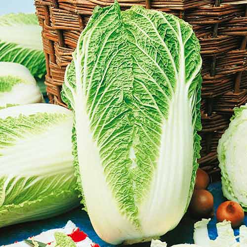 Varză chinezească Granaat articol fotografie 1 Varză chinezească Granaat imagine 1 articol 69064
