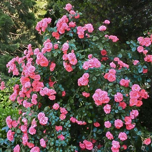 Trandafir urcător Galia imagine 1 articol 4676