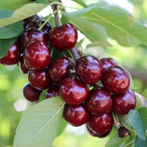 Cireș Royal Helen imagine 1 articol 4870