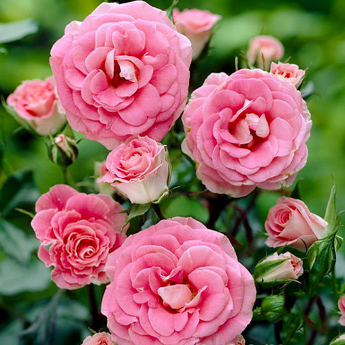 Trandafir floribunda Tom-Tom articol fotografie 1 Trandafir floribunda Tom-Tom imagine 1 articol 2260