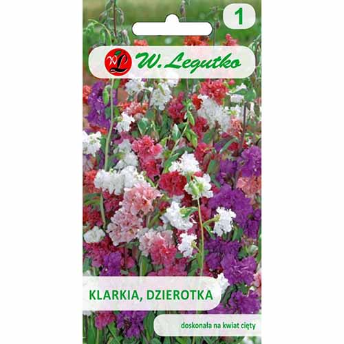 Clarkia, mix multicolor imagine 1 articol 96714