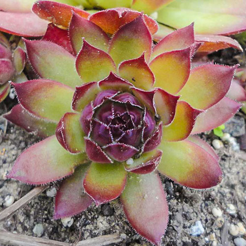 Sempervivum (Urechelniță) Alladyn imagine 1 articol 01360