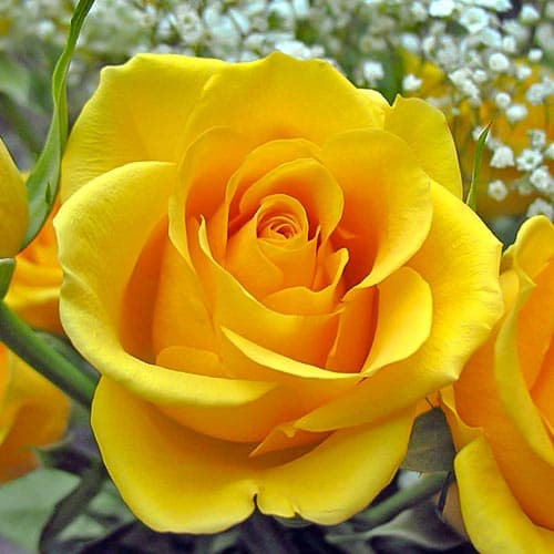 Trandafir teahibrid Kerio imagine 1 articol 4672