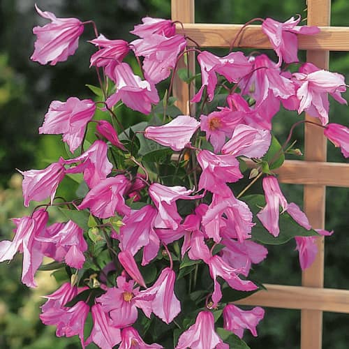 Clematis Alionushka, P9 articol fotografie 1 Clematis Alionushka, P9 imagine 1 articol 1550