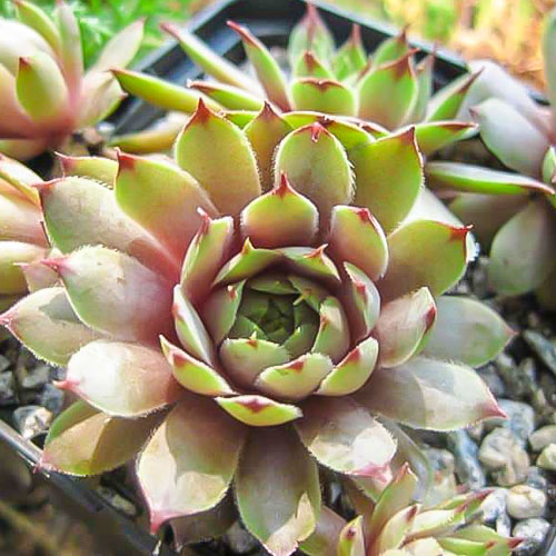 Sempervivum (Urechelniță) Jupiter imagine 1 articol 01380
