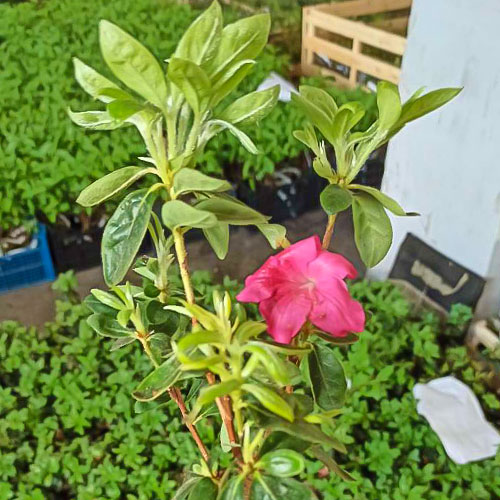 Rhododendron Mary Helen imagine 1 articol 3929