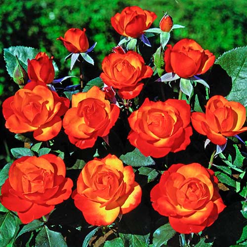 Trandafir urcător Tempi Moderni ®, C5 imagine 1 articol 5492