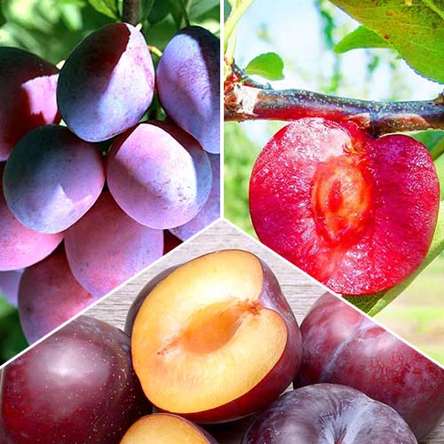 Ofertă specială! Pruni Trio, set de 3 soiuri articol fotografie 1 Ofertă specială! Pruni Trio, set de 3 soiuri imagine 1 articol 5185