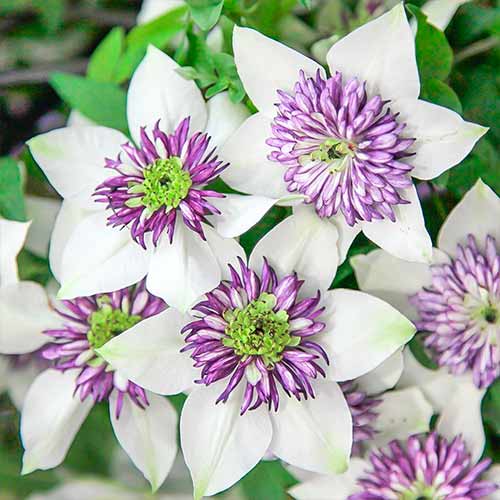 Clematis Bicolor articol fotografie 1 Clematis Bicolor imagine 1 articol 4757