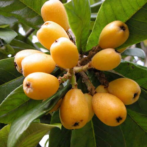 Moșmon japonez (Loquat) articol fotografie 1 Moșmon japonez (Loquat) imagine 1 articol 4863