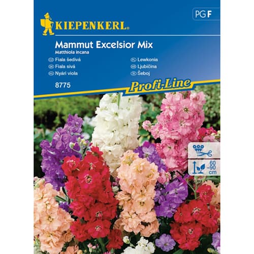 Scabiosa Mamut, mix multicolor articol fotografie 1 Scabiosa Mamut, mix multicolor imagine 1 articol 96558