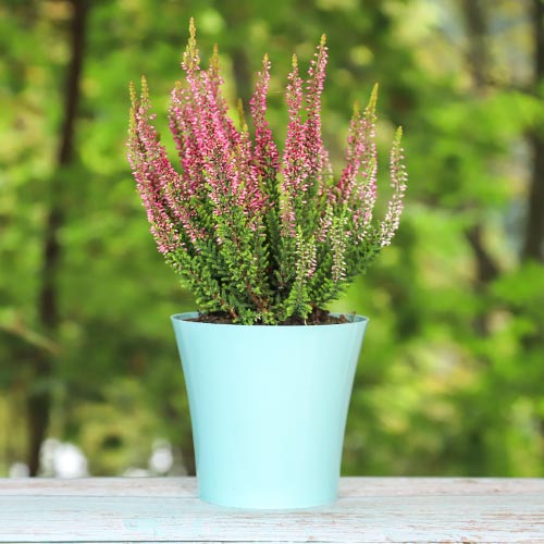 Calluna (Iarba neagra) Athene imagine 1 articol 5424