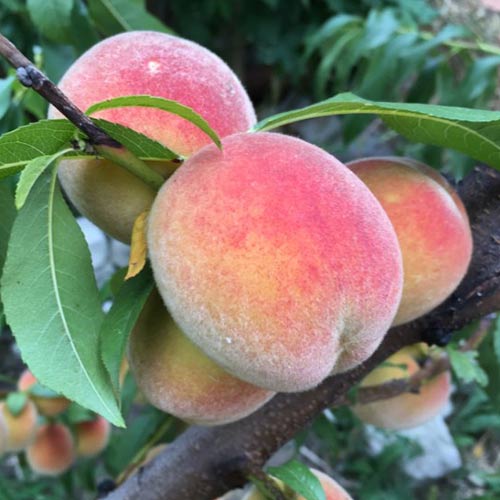 Piersic Haly Gali, С2 imagine 1 articol 7992