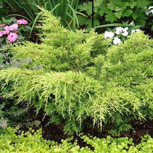 Ienupăr Gold Tip imagine 1 articol 4968